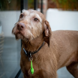 Luxury Leather Dog Tag