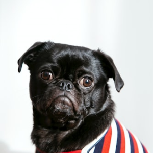 Reflective Safety Dog Tag