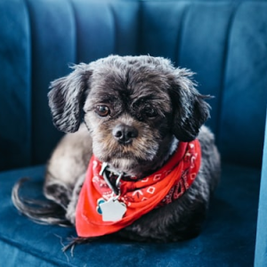 Custom Pet ID Tag