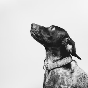 Seasonal Dog Tag Collection